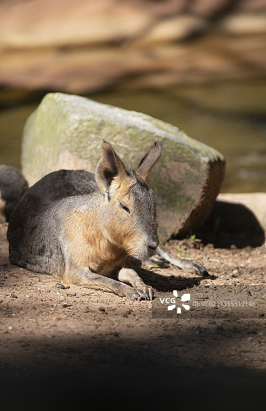 陆地上袋鼠的特写图片素材