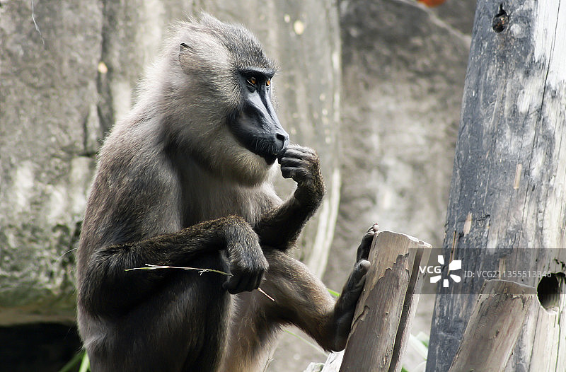 坐在栏杆上的狒狒特写图片素材