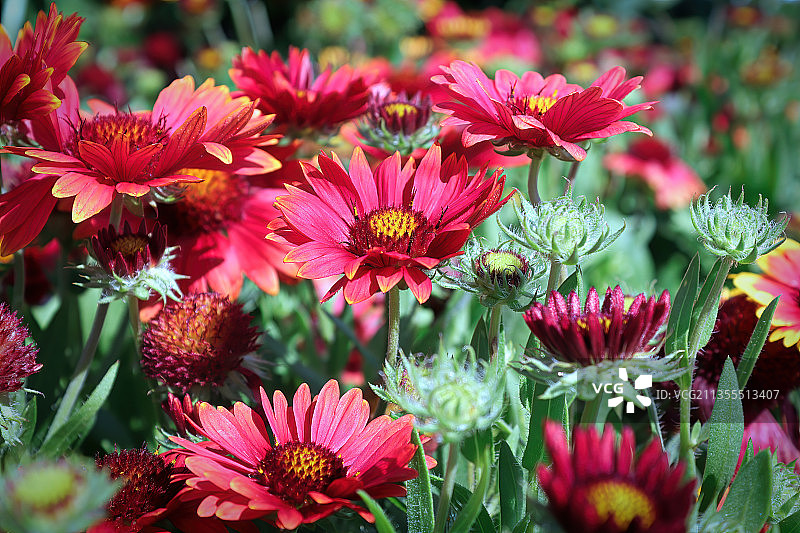 粉红色开花植物的特写图片素材