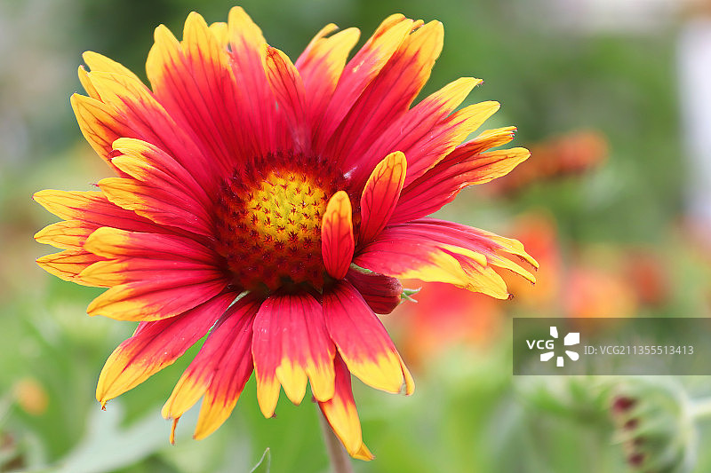 红色花朵的特写图片素材