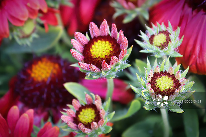 粉红色开花植物的特写图片素材