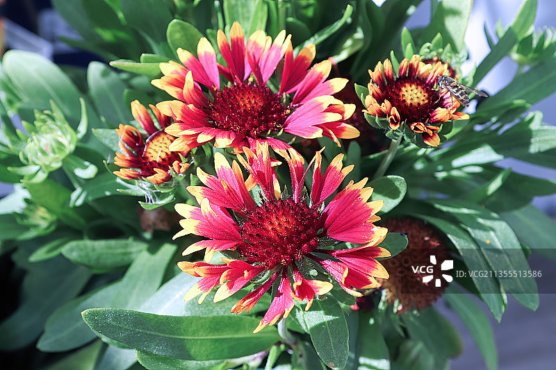 粉红色开花植物的特写图片素材