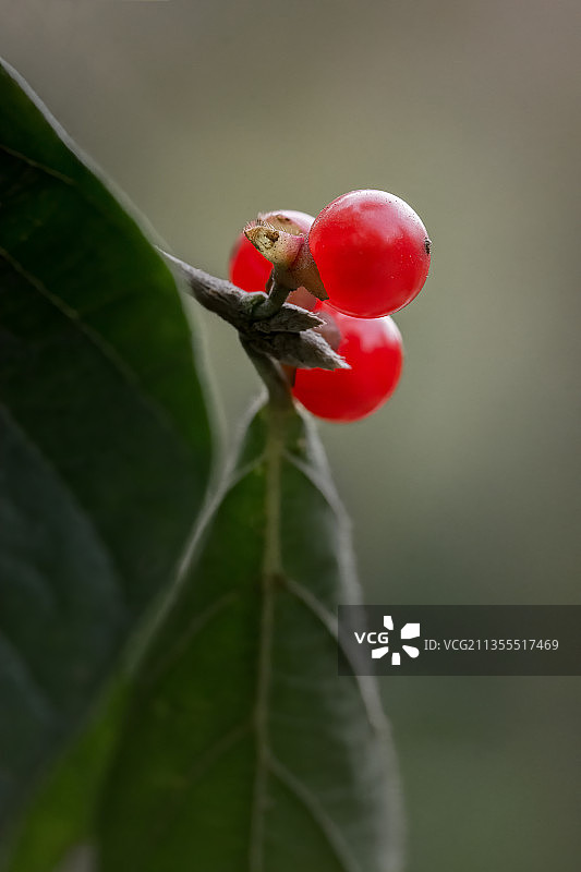 秋季金银木成熟的果实图片素材