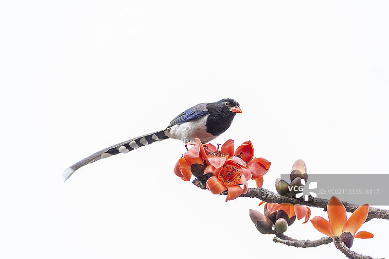 一只红嘴蓝鹊鸟飞骑在红棉树枝头吮食花蜜图片素材