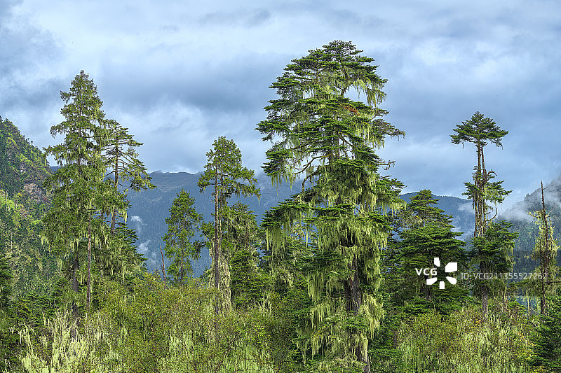 西藏林芝南伊沟原始森林深处松与松萝图片素材
