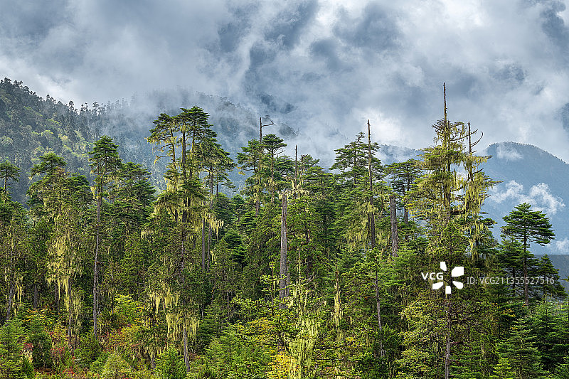 西藏林芝南伊沟原始森林深处松树的形态图片素材