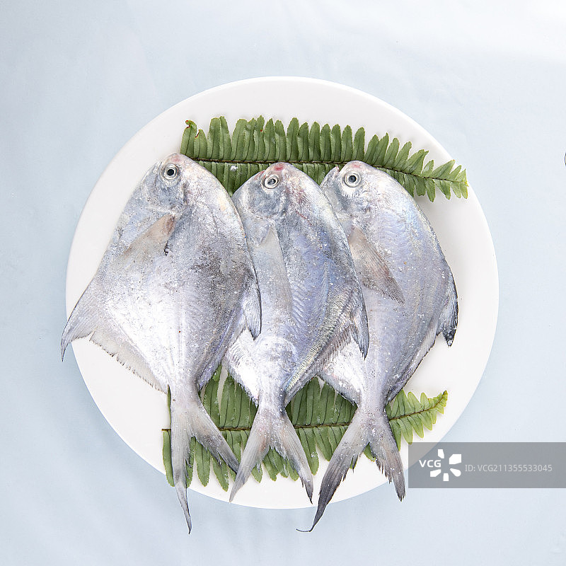 银鲳鱼图片素材
