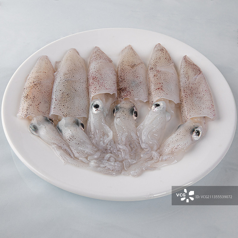 小鱿鱼图片素材