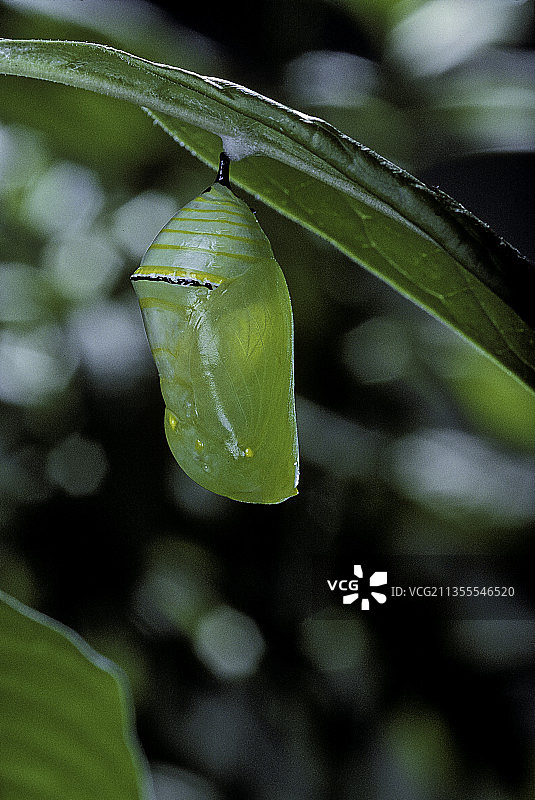 帝王蝶破蛹而出10图片素材