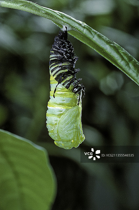 帝王蝶蛹孵化图片素材