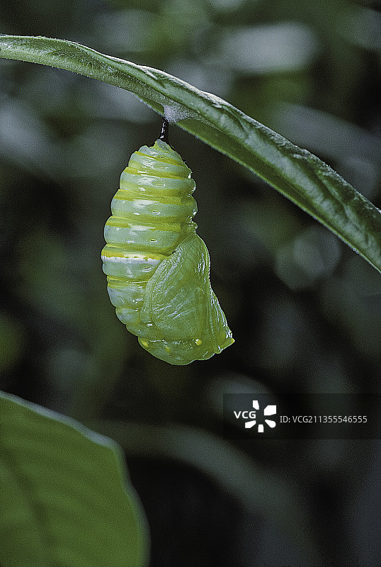 黑脉金斑蝶的蛹图片素材