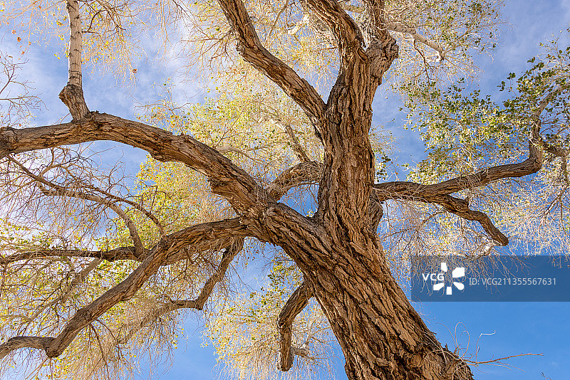 树对天空的低角度视图图片素材