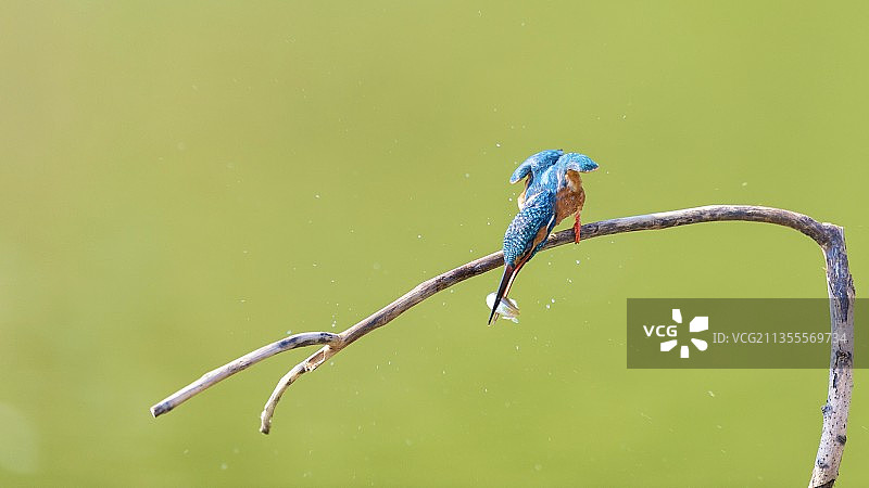 普通翠鸟图片素材