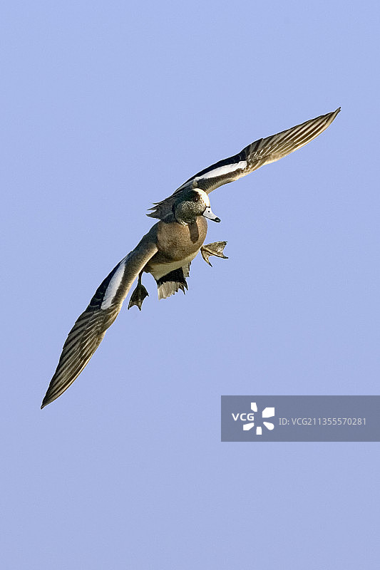 雄性美国凫鸭降落图片素材