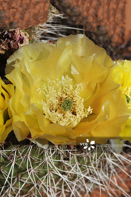 泰迪熊柱状仙人掌花图片素材