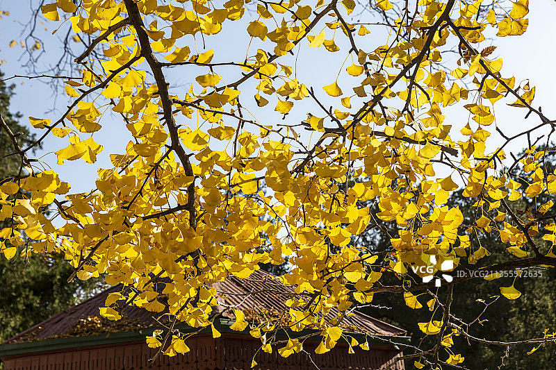 金秋时节，北京香山公园双清别墅院里的银杏树叶图片素材