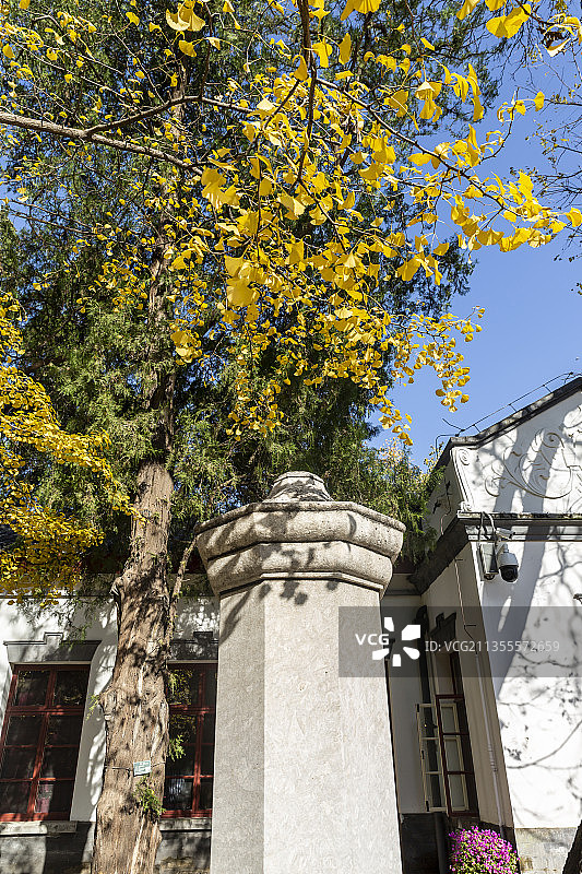 金秋时节 北京香山公园双清别墅院里的银杏树叶图片素材