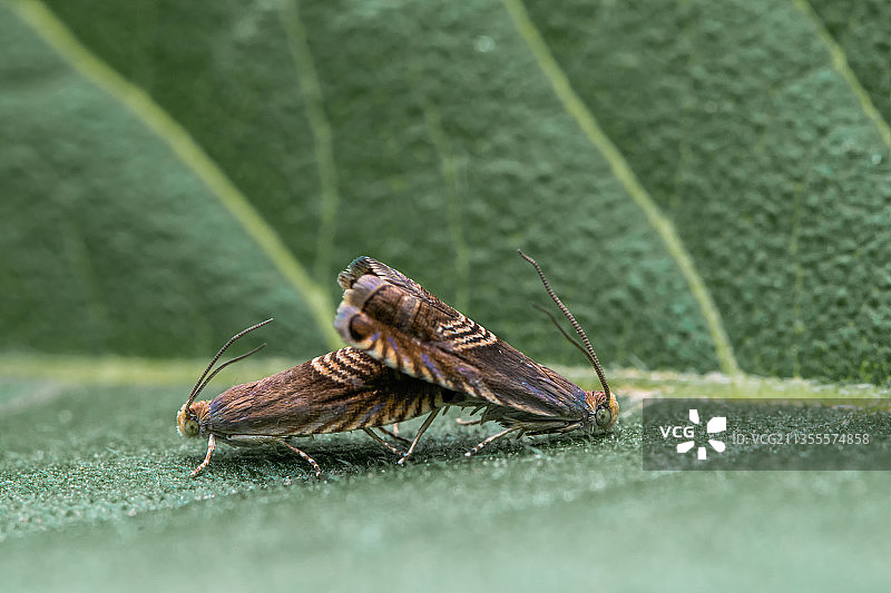 小卷蛾交尾图片素材
