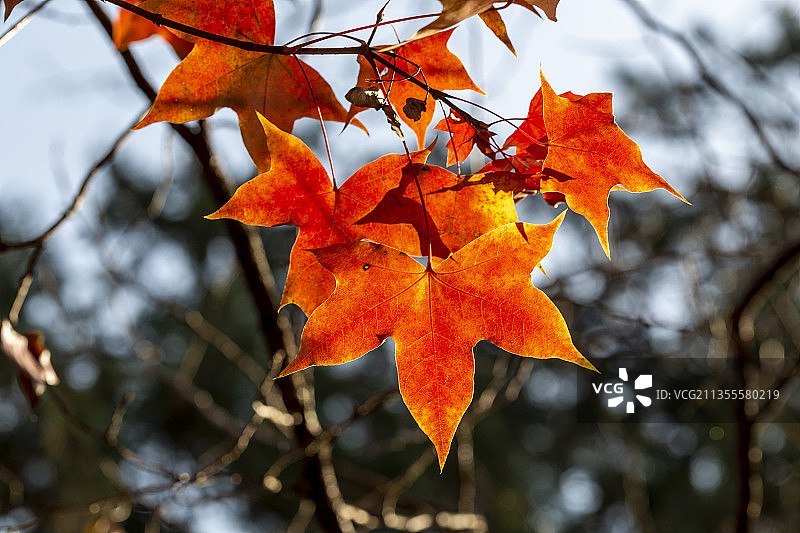 金秋时节的北京香山公园红叶图片素材