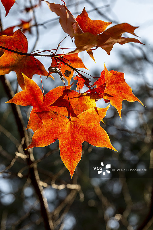 金秋时节的北京香山公园红叶图片素材
