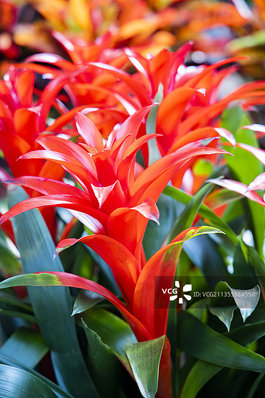 鸿运当头图片素材