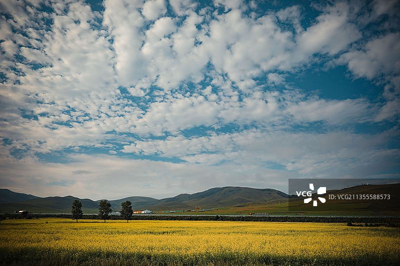 中国河北张家口张北稀树草原白天草原坝上树木树林草场秋天风光图片素材