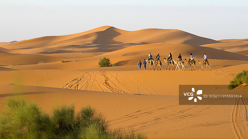 撒哈拉沙漠的驼队图片素材