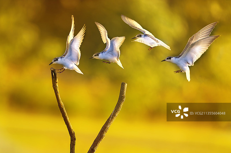 须浮鸥降落图片素材