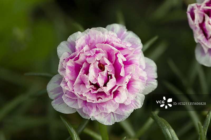 绿色草丛中的美丽的粉色重瓣太阳花鲜花图片素材