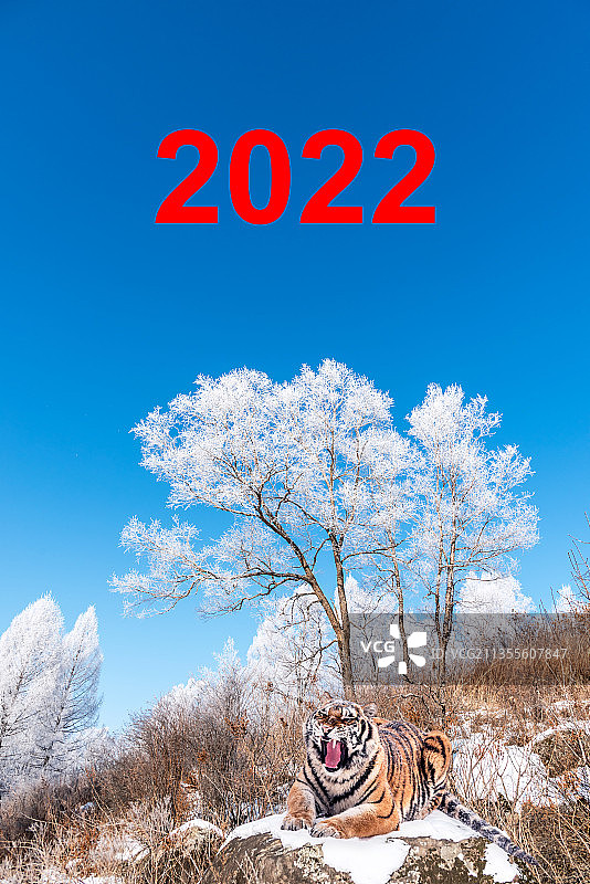 2022跨年新年冬天雪后的山地雾凇和老虎图片素材