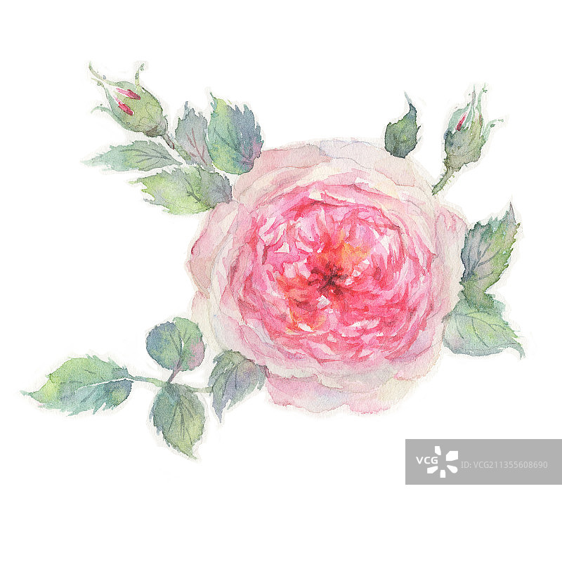 水彩手绘月季玫瑰蔷薇花朵图片素材