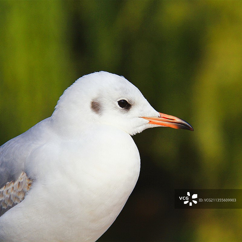 小胖墩儿困了图片素材