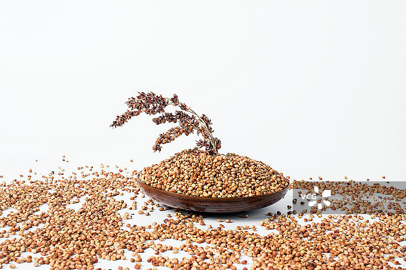 白背景上的高粱图片素材