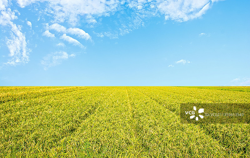 秋天金黄色的稻田图片素材