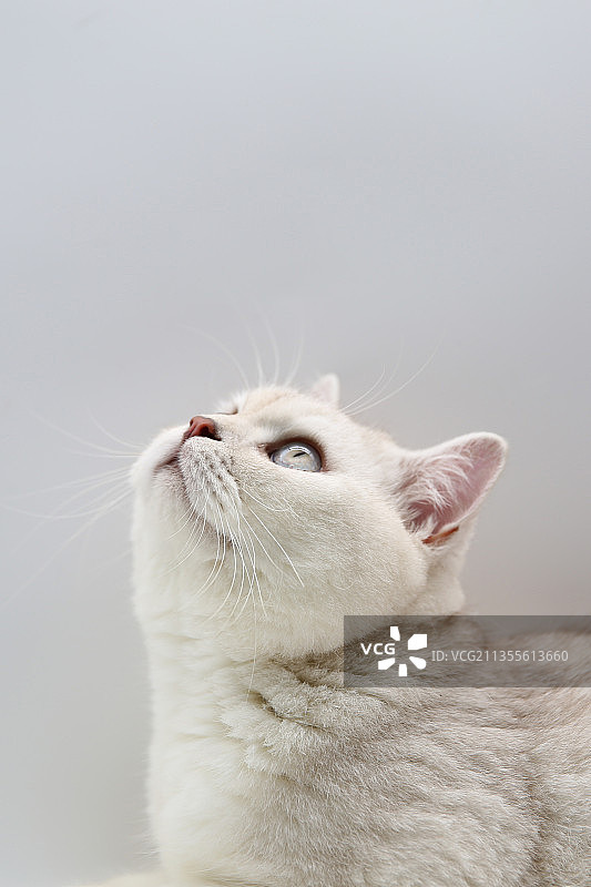 猫咪仰望图片素材