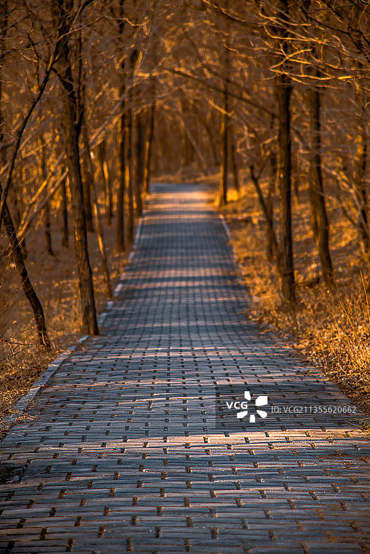 夕阳照耀下的公园步道光影图片素材