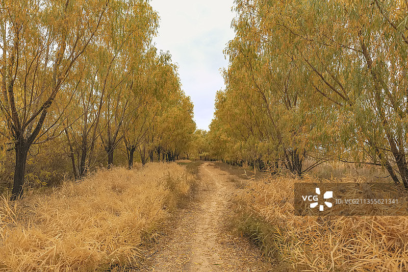 乡村小道图片素材