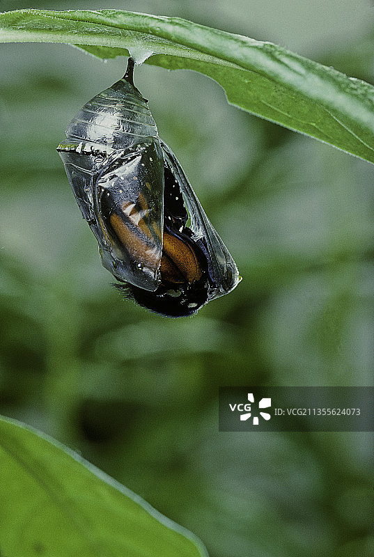 帝王蝶孵化图片素材
