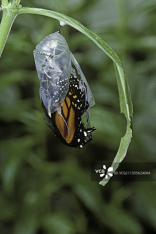 黑脉金斑蝶（帝王蝶）- 蝴蝶孵化 7图片素材
