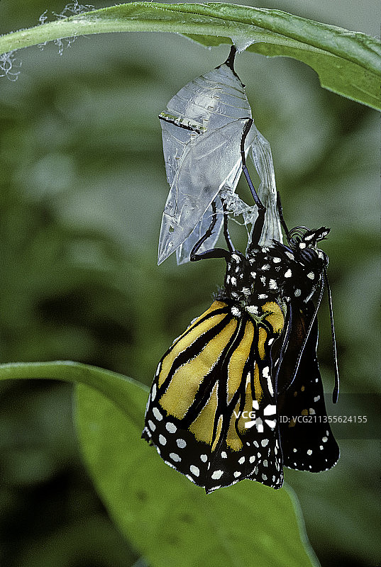 黑脉金斑蝶的羽化图片素材