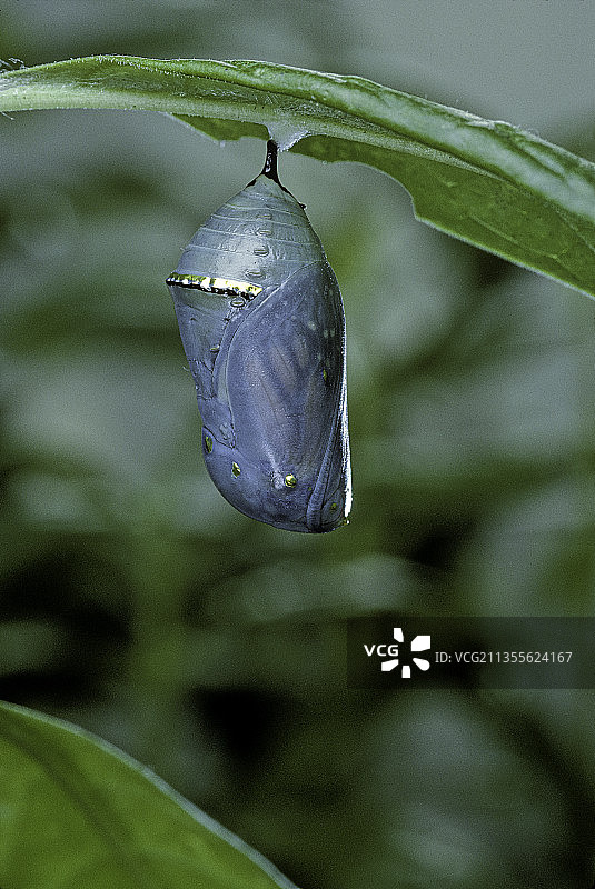 黑脉金斑蝶破茧图片素材