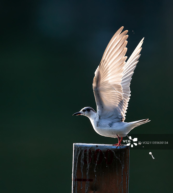 须浮鸥《散花》图片素材