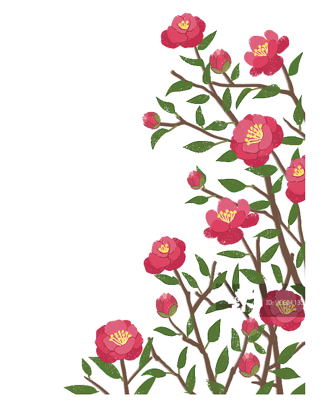 茶花图片素材
