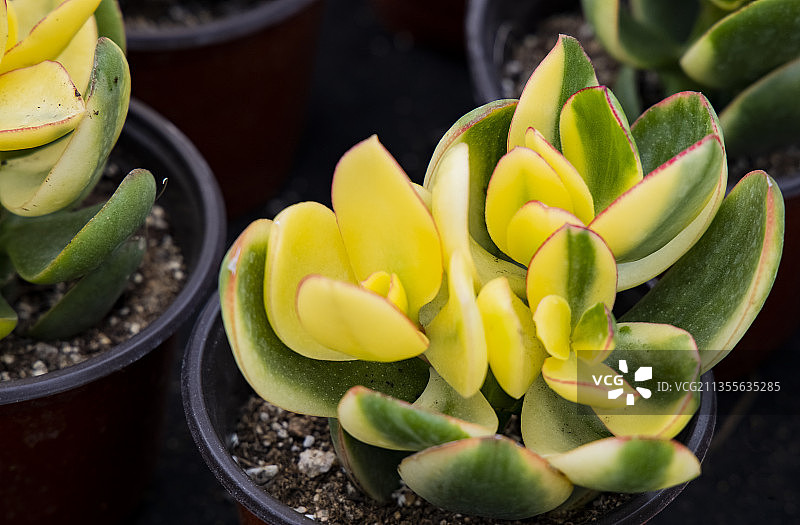 黄金花月图片素材