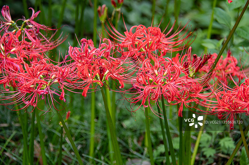 彼岸花图片素材