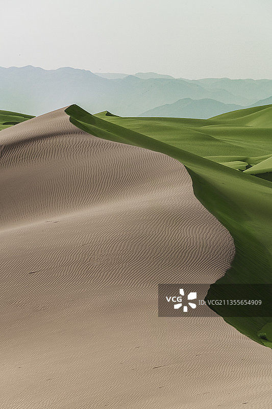 沙漠、绿洲、一半、沙丘、绿色、黄沙、双面图片素材