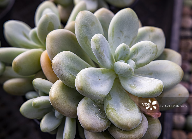 河北省石家庄市花卉胧月图片素材