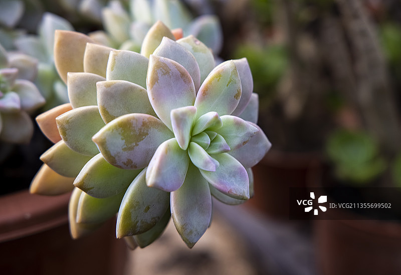 河北省石家庄市花卉胧月图片素材