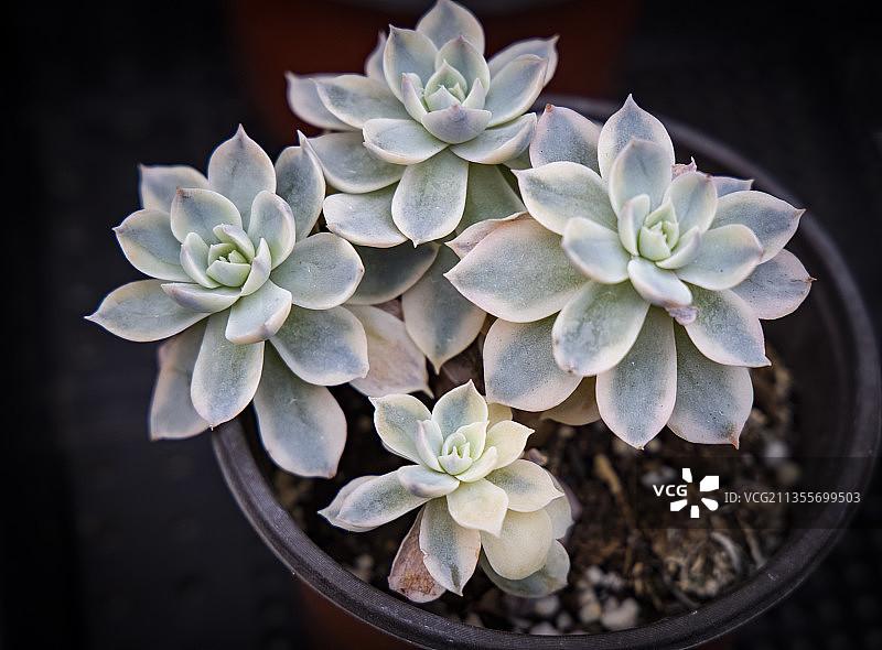 河北省石家庄市花卉胧月图片素材