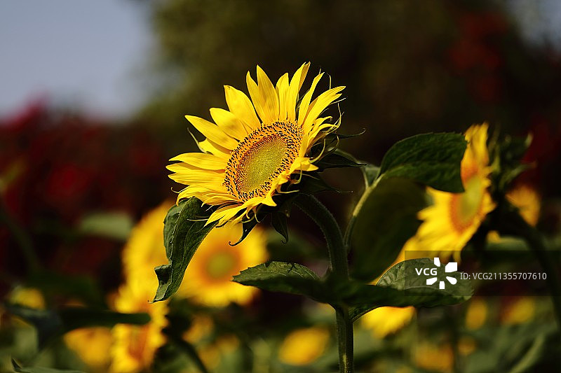 百万葵园随拍图片素材